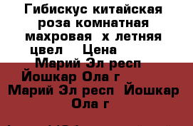 Гибискус-китайская роза комнатная,махровая,4х летняя,цвел. › Цена ­ 500 - Марий Эл респ., Йошкар-Ола г.  »    . Марий Эл респ.,Йошкар-Ола г.